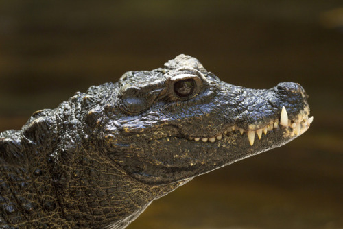 sdzoo: At 5 feet in length, West African dwarf crocodiles are one of the smallest croc species. Thes