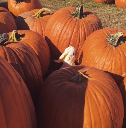 parrot-problems: A young and healthy pumpkin boy