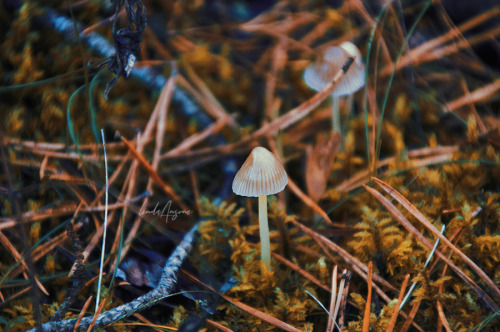 mycena