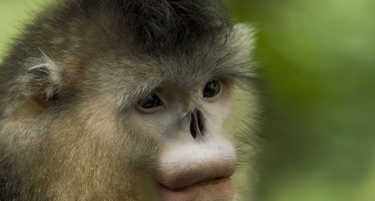 Lion Tailed Macaque (Macaca silenus) - Joel Sartore