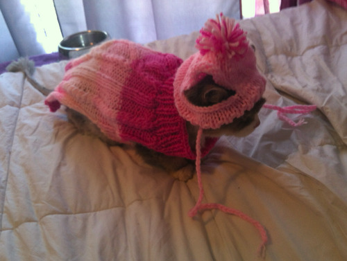 accio-bradfordbadboi:  We had to shave our cat because she had mats in her fur. But then she was cold. So we bought her a sweater.  It also came with a little hat.  My cat hates me.  