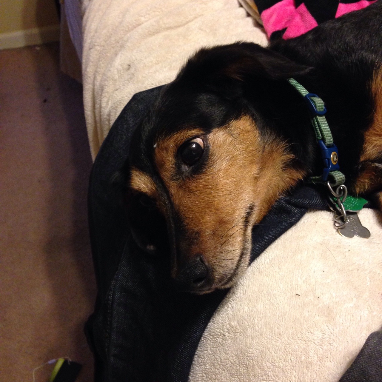 In honor of National Dog Day. My Ani in a rare moment of calm during what used to