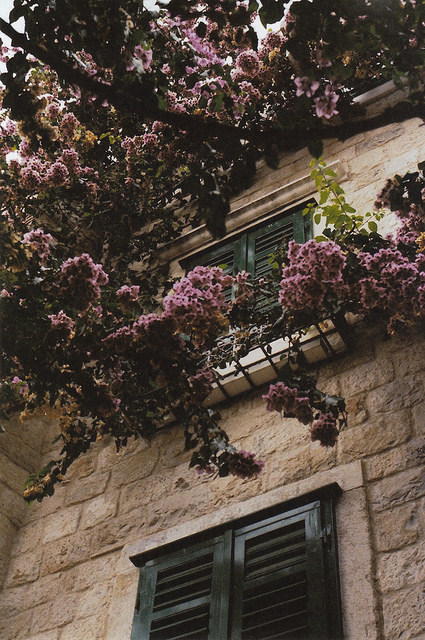 floralls:   Split /Croatia. by  P.S. Mildred 