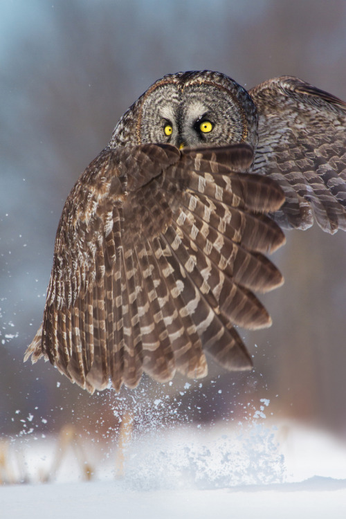 wilwheaton:wondrousworld:Great Gray Owl by Daniel Cadieux“Bleeehhh! Bleeehhh! I vant to s