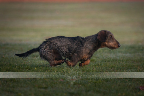 ofcarnivora:Have you ever seen a dachshund in a double suspension gallop???