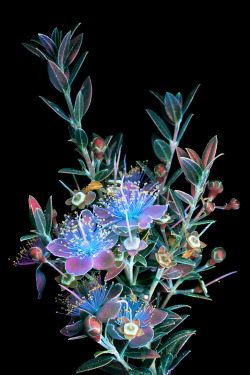 mymodernmet:Photographer Uses UV Light to Capture Shimmering Shots of Fluorescent Flowers