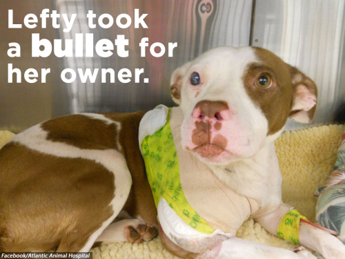 misstinyterror: mizzjade: hammatime91: huffingtonpost: THESE 16 DOGS ARE HEROES. THEY ARE ALSO PIT B