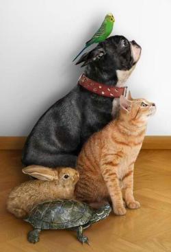 ultracutepets:  The perfect family portrait.