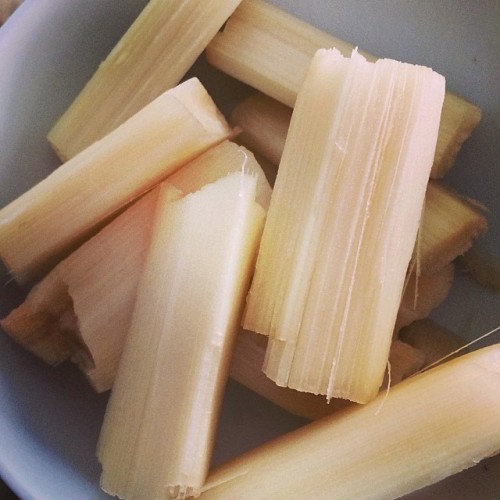 missnatis:youngphilo:who has tried sugarcane before? I feel like this is something most of my american friends have never even heard of… and are missing out on…idk maybe i just havent seen it around enough. Its so good.