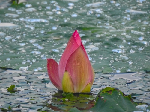 akasyoubin: ピンクのたけのこ 大雨が降って水没したハスの蕾