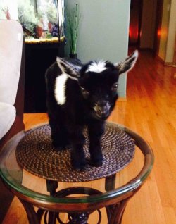 lolfactory:  My sister got a baby goat- funny