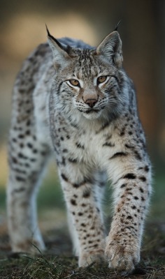 beautiful-wildlife:  Kuschelkater by © Stefan Rosengarten