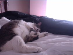 paleladise:  greed:  this is not my cat its heartbreakur&rsquo;s  aw 