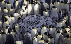 allcreatures:   Emperor penguin chicks huddle together for warmth with adults shielding them during a snowstorm in Adelie Land, Antarctica  Picture: Frederique Olivier/Minden Pictures/Solent News