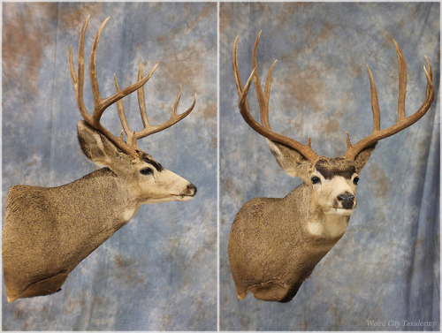 I realized recently that I don’t have any photos of mule deer mounts for my online portfolio. These 