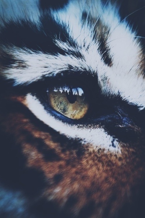 laekoa:  ☮nature, vintage, hippie blog☮ following back similar