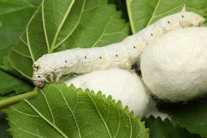 What’s Wrong With Silk?