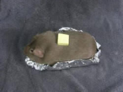 Potato Piggy