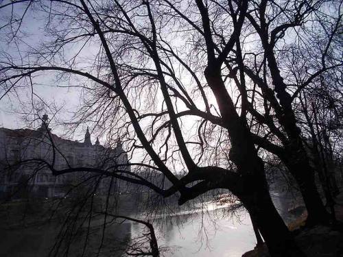 Trees along a pond - Wroclaw, Poland.