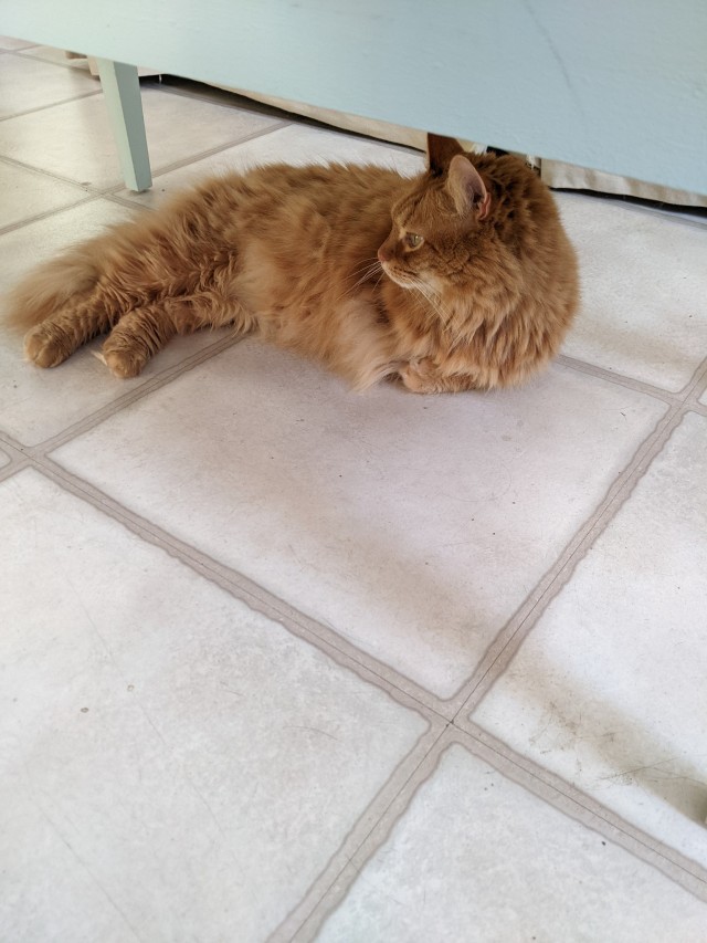 Wallace laying under the living room table, his face in profile.