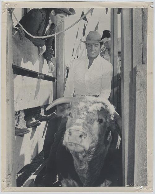 historylover1230:Elvis riding a bull in 1968 during the shooting of Stay Away, Joe.