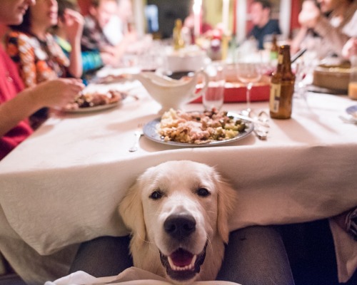 thedogist:  Tuggy, Golden Retriever (8 m/o), Merion, PA • Happy Thanksgiving! 🦃