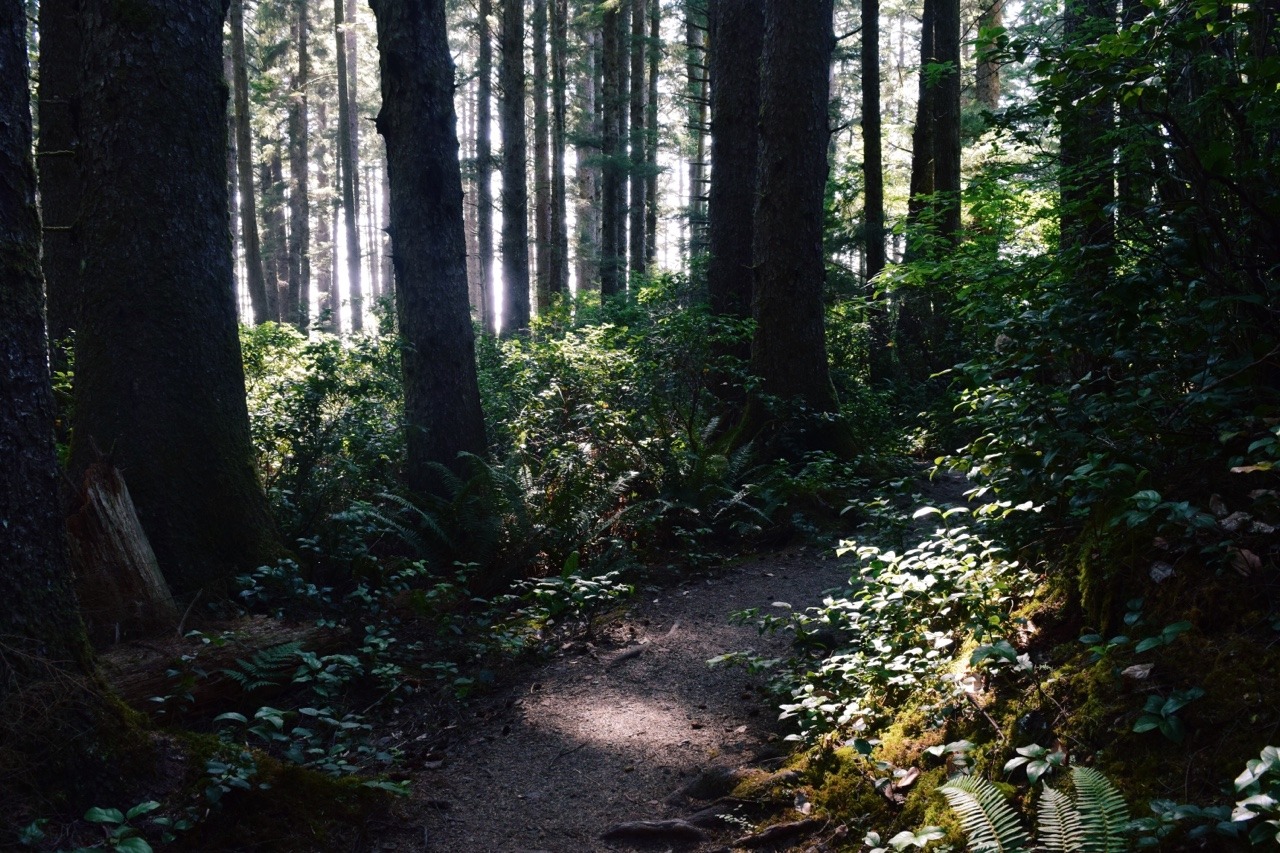 wonda-rondo:  goodhealthgoodvibes:  I miss the forest. How can some people not appreciate