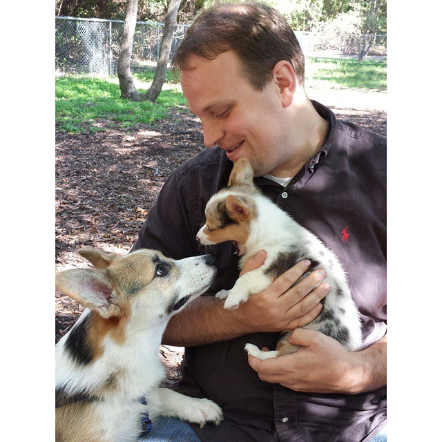 littlebitofbrynn:  sweaterhound:  baconthecorgi:  @pipasqueak’s little sisfur Bliss