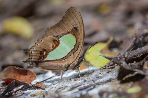 cawareyoudoin: onenicebugperday:Plain nawab butterfly caterpillar, chrysalis, and adult Polyura hebe