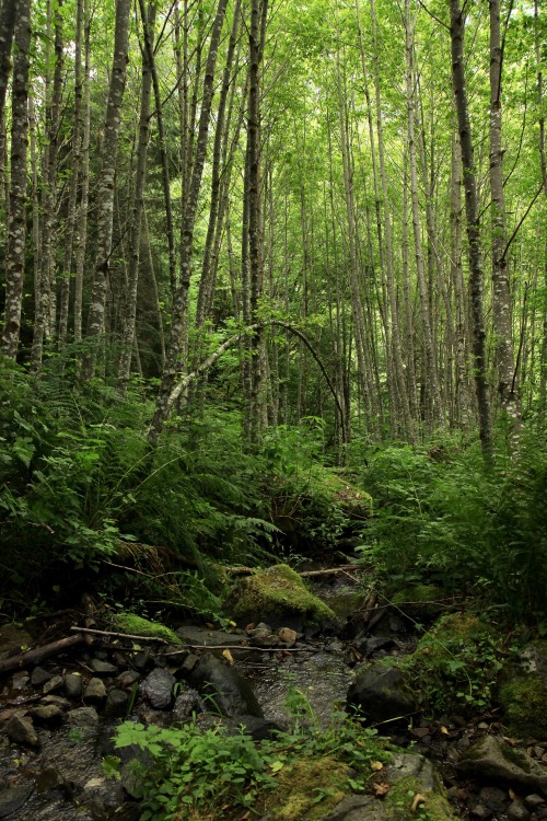 burningmine:Goat Lake Trail, August 2019