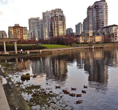 Dabbling ducks downtown &ndash; specifically, American Wigeons grazing on algae and bugs along t