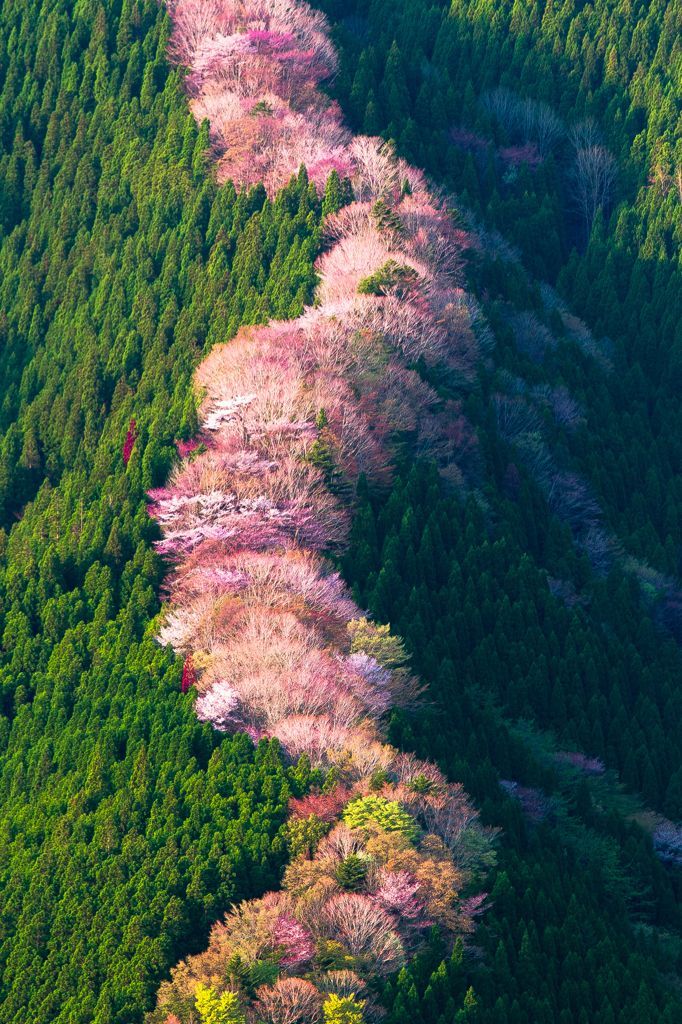 tanuki-kimono: Wild cherry trees in Nara moutains, breathtaking pictures seen on