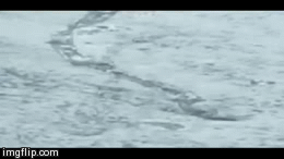 unexplained-events:  The Iceland Worm Monster Also known as The Lagarfljótsormur/Lagarfljót
