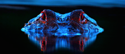 nubbsgalore: an alligator has a tapetum lucidum at the back of each eye, which reflects light back into the photoreceptor cells to make the most of low light, and causes its eyes to glow red. photos by larry lynch and david moynahan 