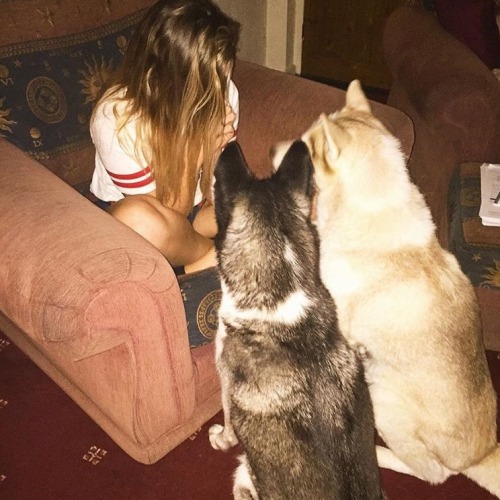 @perrieeele: Once upon a time… There were two huskies…