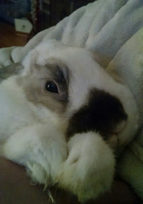 bella-the-fella - His name is Bella
