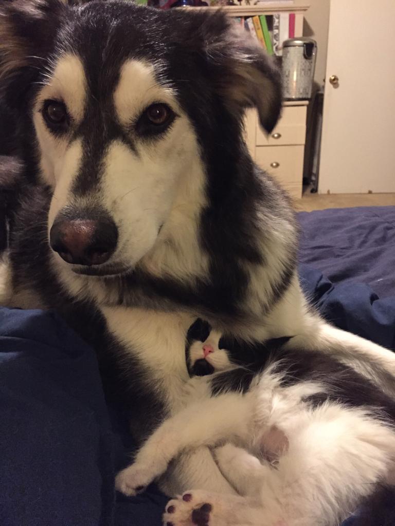awwww-cute:  A couple days ago I was worried that the new kitten wouldn’t like