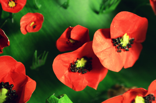fayerogers:  Detail shots from the poppy field! 
