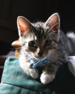 thedissembler:Meet my new cat,  Jäger.