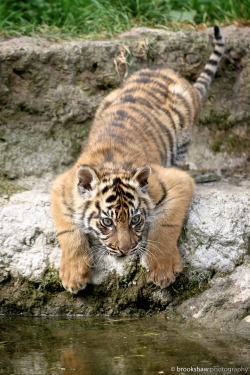 brookshawphotography:  A young Sumatran Tiger Cub at Chester Zoo…Just look how big their paws are! :-)