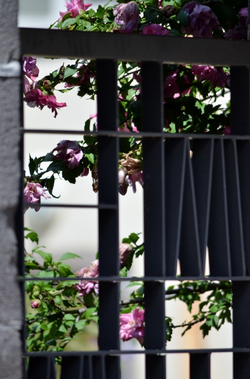 divingarden:  Jardin en ville