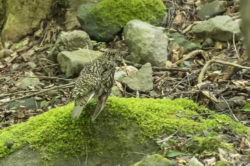 トラツグミ（Scaly Thrush）