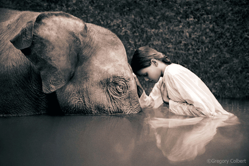 gregorycolbert:  May elephant’s eyes keep watch over your New Year. 
