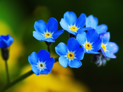 thepaintedbench: Forget-Me-Nots