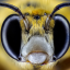 elves-is-bugs