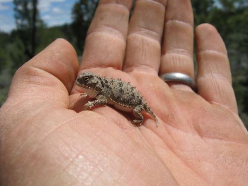 americasgreatoutdoors:Sometimes, it’s the little things in life that inspire us, like this tiny dese