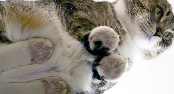 Gatos vs Cristales: El recopilatorio que estabas esperando