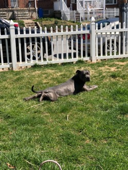 My boy just soaking up some rays !! 