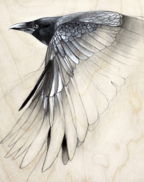 lohrien:  Illustrations by Lauren Gray