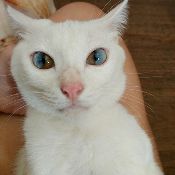 awesome-picz:    This Cat’s Eyes Have A Whole Universe Inside.   Just beautiful